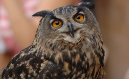 The Silence of the Owls – Creation&nbsp;Moments