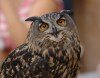 Great Horned Owl by Phil Kwong Galleries