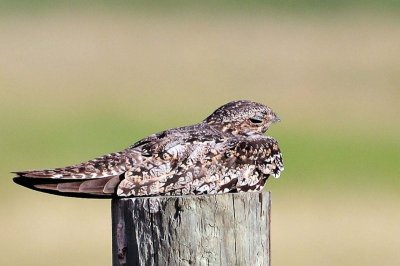 Common Nighthawk by Neal Addy