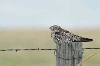 Common Nighthawk by Neal Addy