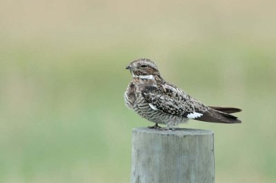 Common Nighthawk