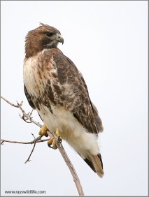 Red-tailed Hawk by Ray's Wildlife