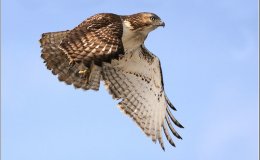 Birds of the Bible – Hawk&nbsp;Migration