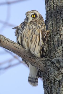 Short-eared Owl by Wikipedia