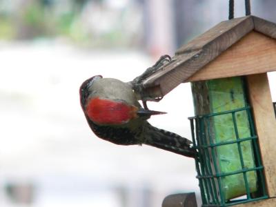 Red-bellied Woodpecker on Suet Feeder