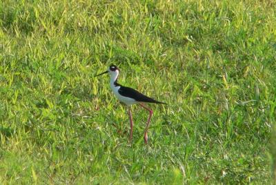 Black-necked Stilt at Circle B Bar Reserve