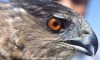 Cooper's Hawk (Accipiter cooperii) head_large1