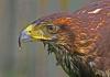 Harris's Hawk (Parabuteo unicinctus)