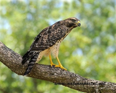 Hawk by Flygirl