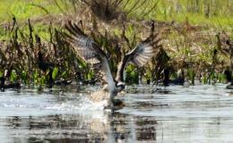 Fish Hawk – McGuffey’s Second Grade&nbsp;Reader