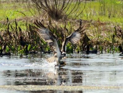 Osprey Catching Fish - Viera Wetlands