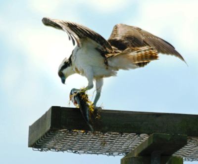 Osprey Eating - Viera Wetlands Osprey Eating - Viera Wetlands by Dan