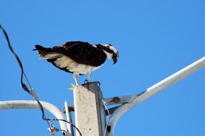 Osprey Eating Lunch in Titusville