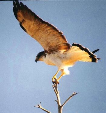 Red-backed Hawk - Argentina