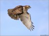 Red-Tailed Hawk by Ray