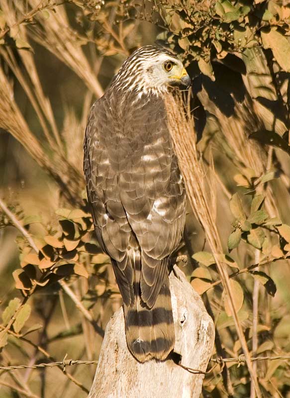Roadside Hawk (Buteo magnirostris)