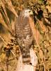 Roadside Hawk (Buteo magnirostris)