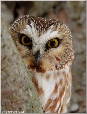 Saw-whet Owl by Ray