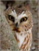 Saw-whet Owl by Ray