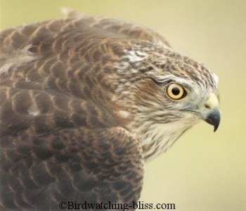 Sharp-shinned Hawk (Accipiter striatus)