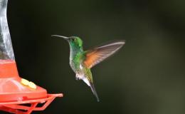 Busy Hummingbirds, Oblivious to&nbsp;Spectators
