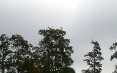 Wood Storks