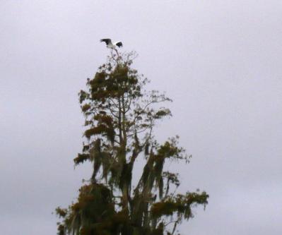 Wood Stork