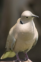 Eurasian-collared Dove