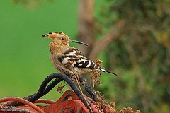 Hoopoe
