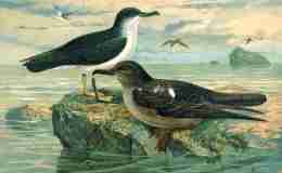 Interesting Things – Amazing Bird&nbsp;Migration