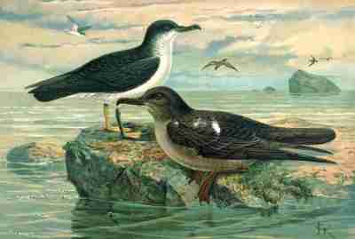 Manx Shearwaters