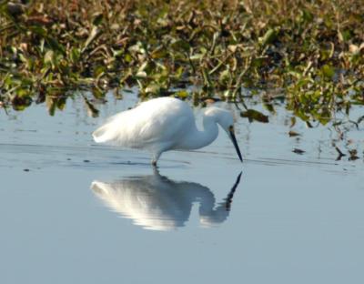 Snowy Egret Reflected