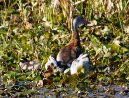 Black-bellied Whistling Duck (Dendrocygna autumnalis) and Babies by Lee at Circle B