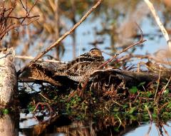 Wilson's Snipe at Circle B by Dan