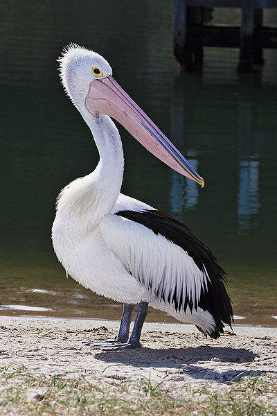 Australian Pelican (Pelecanus conspicillatus) ©WikiC
