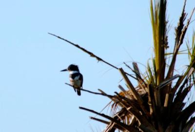 Belted Kingfisher at Viera Wetlands, FL