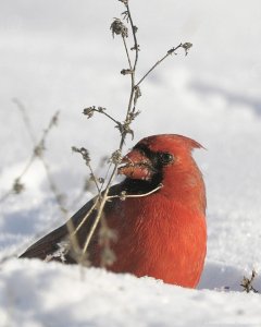 Cardinal by Aestheticphotos