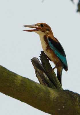 Kingfisher by Phil Kwong Galleries in Singapore
