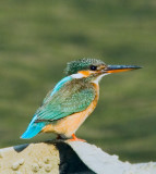 Common Kingfisher (Alcedo atthis) by Phil Kwong