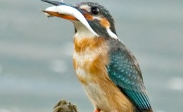 Birds of the Bible – Names of&nbsp;Birds