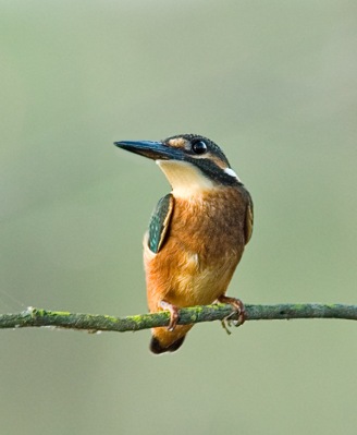 Common Kingfisher by Phil Kwong