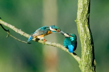 Kingfisher Feeding Young by Phil Kwong