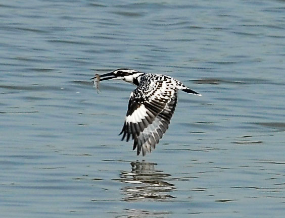 Pied Kingfisher by Phil Kwong