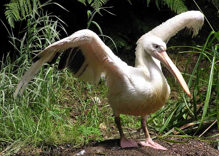 Great White Pelican (Pelecanus onocrotalus) ©WikiC