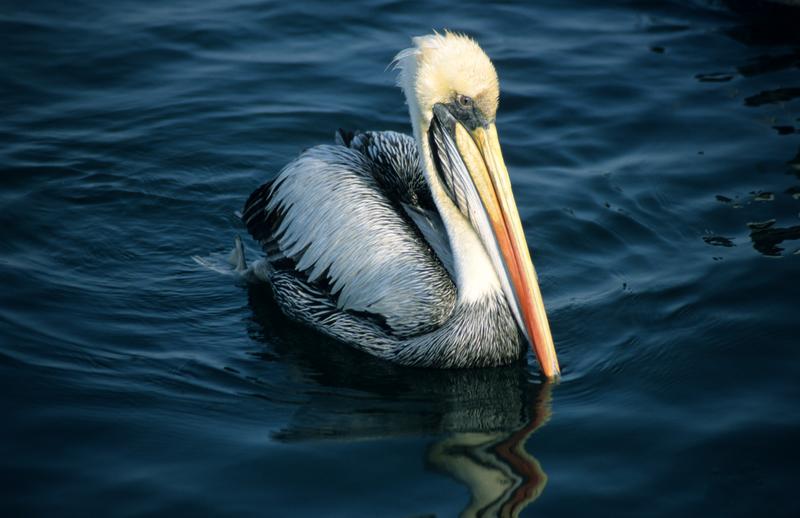 Peruvian Pelican (Pelecanus thagus) ©WikiC