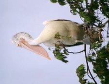Spot-billed Pelican