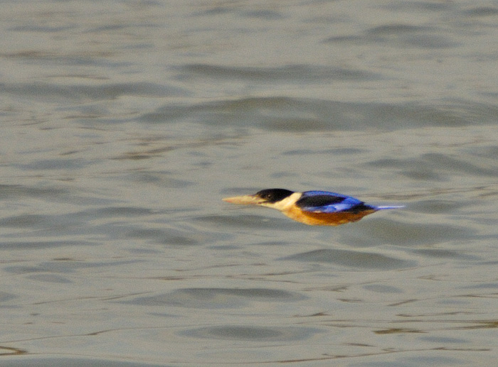 Unknown Kingfisher by Phil Kwong