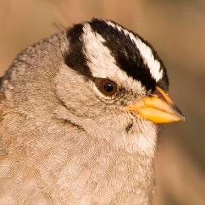 White-crowned Sparrow ©WikiC