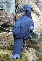 Victoria Crowned Pigeon (Goura victoria)©Wikipedia