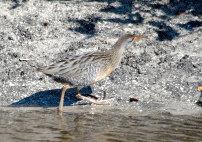 Clappper Rail at Merritt Is. NWR